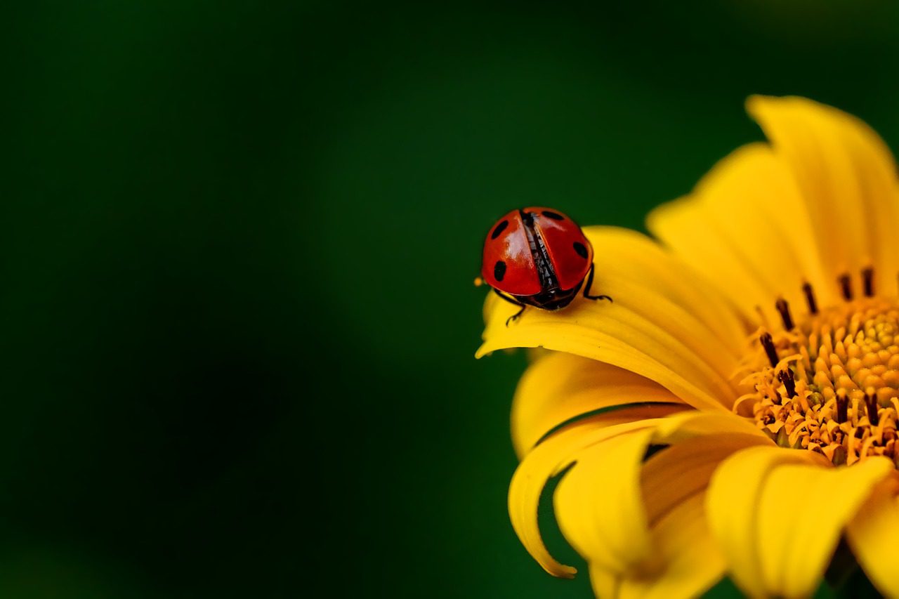 ladybug, insect, ladybird beetle